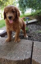 ***GOLDENDOODLE PUPPIES-READY FOR NEW HOMES***