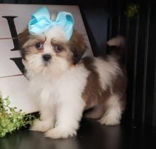 ***SHIH TZU PUPPIES-READY FOR NEW HOMES***