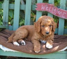 13 weeks old Goldendoodle Pups *Trained*