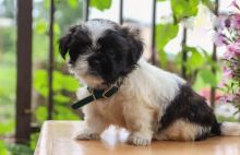13 weeks old Shih Tzu Pups *Trained*
