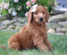 Beautiful Goldendoodle puppies for adoption~non shedding