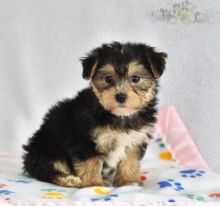 Beautiful Morkie Puppies! READY NOW!