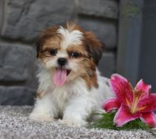 Beautiful Shih Tzu puppies for adoption~non shedding