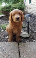 CKC Reg'd Goldendoodle Puppies- 2 LEFT