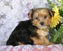 Adorable Morkie Puppies-Male/Female left!!