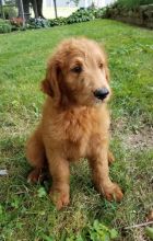 Adorable Goldendoodle Puppies-Male/Female left!!