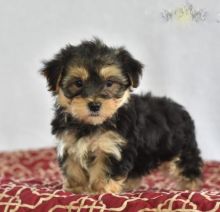 Adorable Morkie Puppies-Male/Female left!!