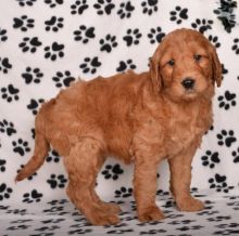 Goldendoodle pups!!! Meet them Now !