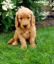 Healthy adorable *Goldendoodle* puppies!