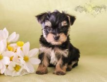 Healthy adorable *Morkie* puppies!