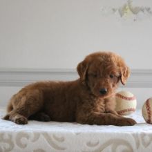 Like Goldendoodle?Cutest Goldendoodles Available