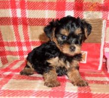 Like Morkie?Cutest Morkies Available