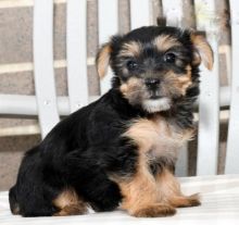 Morkie pups!!! Meet them Now !