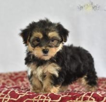 Only 2 available! Morkie pups! **Vaccinated**