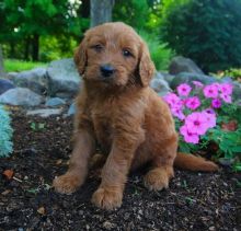 Two Goldendoodle Pups, Very Healthy