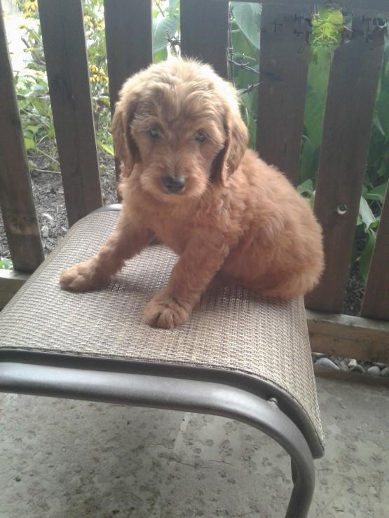 Beautiful Goldendoodle Puppies! READY NOW! Image eClassifieds4u