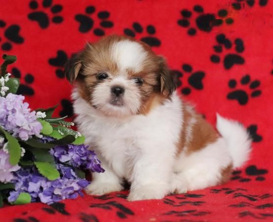 Adorable Shih Tzu Puppies-Male/Female left!! Image eClassifieds4u
