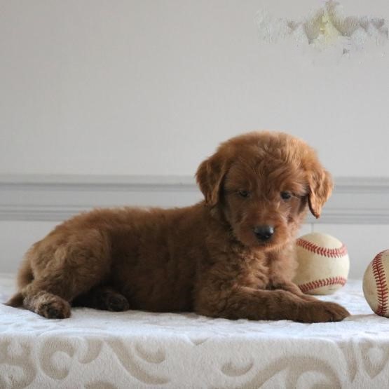 Like Goldendoodle?Cutest Goldendoodles Available Image eClassifieds4u