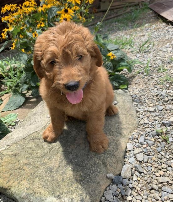 Lovely Goldendoodle pups -READY TO pick up Image eClassifieds4u