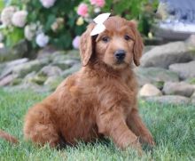 Beautiful Goldendoodle puppies for adoption~non shedding Image eClassifieds4U
