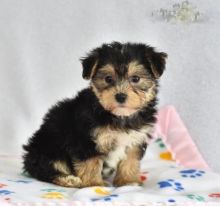 Beautiful Morkie Puppies! READY NOW! Image eClassifieds4U