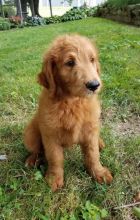 Adorable Goldendoodle Puppies-Male/Female left!! Image eClassifieds4U