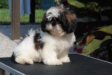 Like Shih Tzu?Cutest Shih Tzus Available Image eClassifieds4U