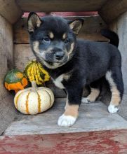 Shiba Inu puppy (SCAM ALERT) Image eClassifieds4u 2