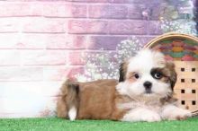 Shih Tzu pups!!! Meet them Now Image eClassifieds4U