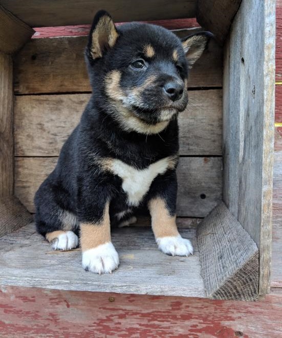 Shiba Inu puppy (SCAM ALERT) Image eClassifieds4u