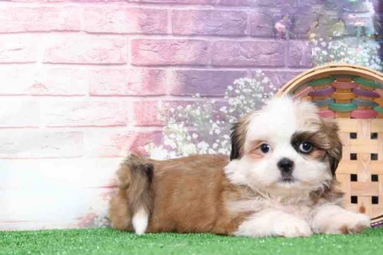 Shih Tzu pups!!! Meet them Now Image eClassifieds4u
