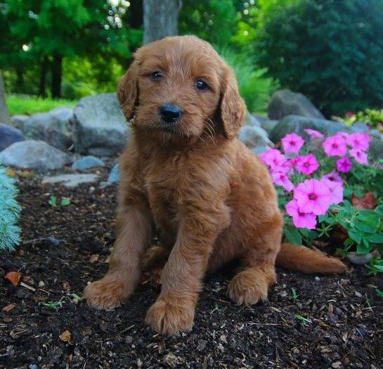 Two Goldendoodle Pups, Very Healthy Image eClassifieds4u