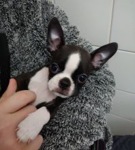 Adorable Boston Terrier Puppies Text (929) 274-0226