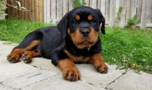 Adorable Rottweiler Puppies For Adoption