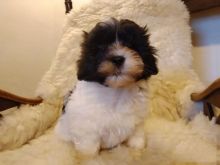 Chivalrous Havanese Puppies Text (929) 274-0226