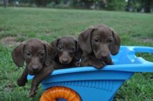 Dachshund Females and Males
