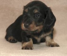 Dachshund Puppies for Re homing