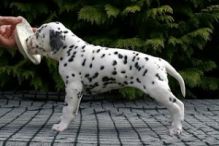 litter of CKC Dalmatian puppies available
