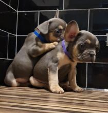 Lovely French Bulldog Puppies Text +1 (612) 564-0296