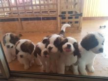St. Bernard male and female puppies ready