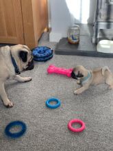 Stunning Pug Puppies Text +1 (612) 564-0296