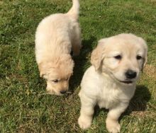 Super pretty male and female Golden retriever puppies