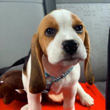 We have 2 beautiful Beagles puppies