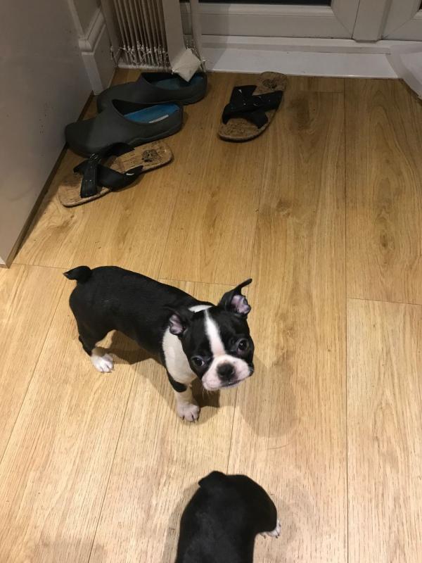 bubbly boston Terrier Text +1 (612) 564-0296 Image eClassifieds4u