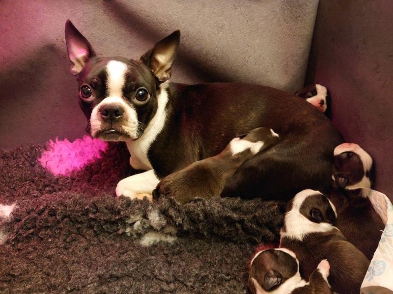 bubbly boston Terrier Text +1 (612) 564-0296 Image eClassifieds4u