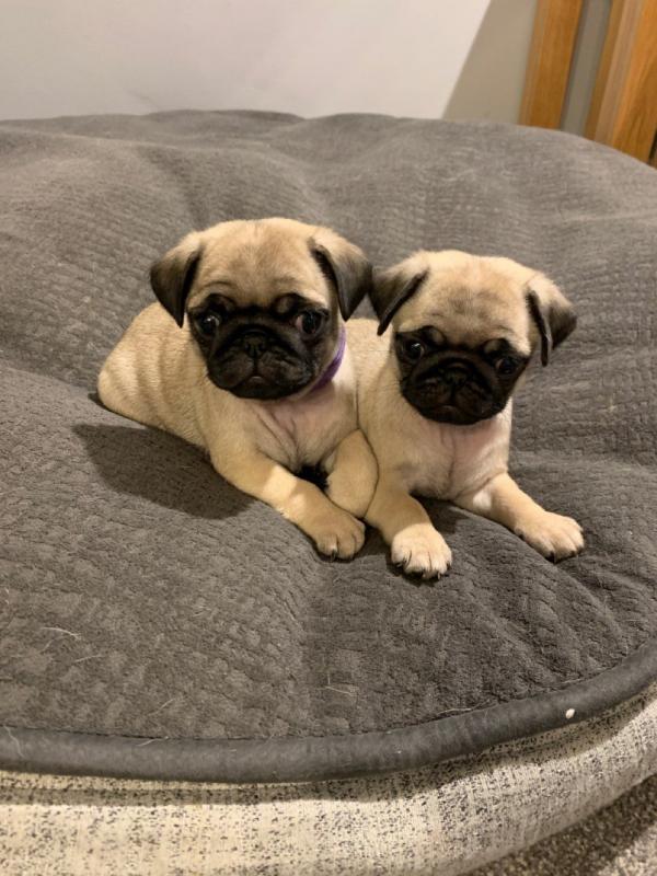 Capable Pug Puppies Text +1 (612) 564-0296 Image eClassifieds4u