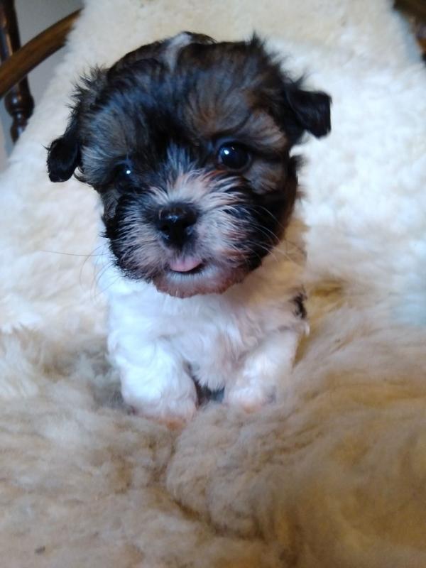 Chivalrous Havanese Puppies Text (929) 274-0226 Image eClassifieds4u