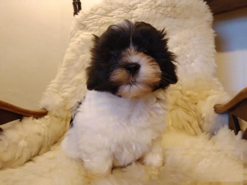 Chivalrous Havanese Puppies Text (929) 274-0226 Image eClassifieds4u