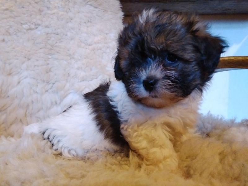 Gallant Havanese Puppies Text +1 (612) 564-0296 Image eClassifieds4u