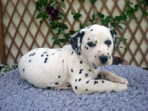 litter of CKC Dalmatian puppies available Image eClassifieds4u